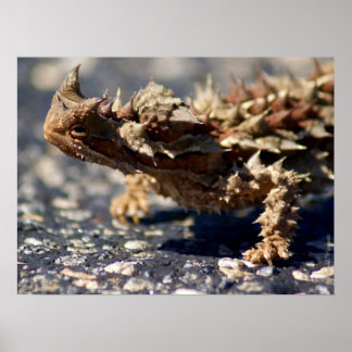 Affiches Thorny Devil Lizard Outback Australie, jusqu'à 24x