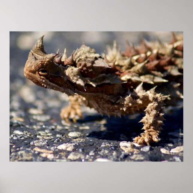Affiches Thorny Devil Lizard Outback Australie, jusqu'à 24x (Devant)