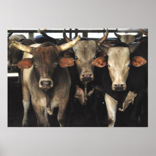 Affiches Three Amigos - Bull Cows Stress wild west art