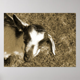 Affiches Thumbalina le goat