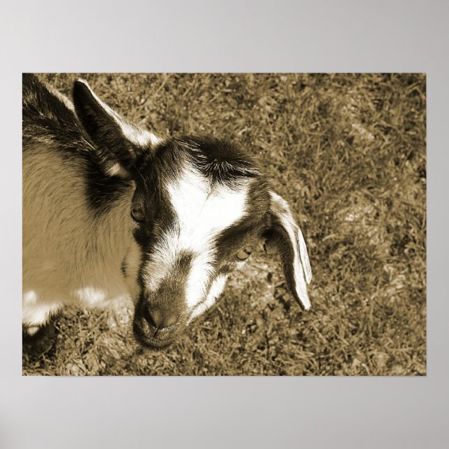 Affiches Thumbalina le goat (Devant)