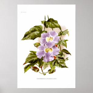 Affiches Thunbergia grandiflora