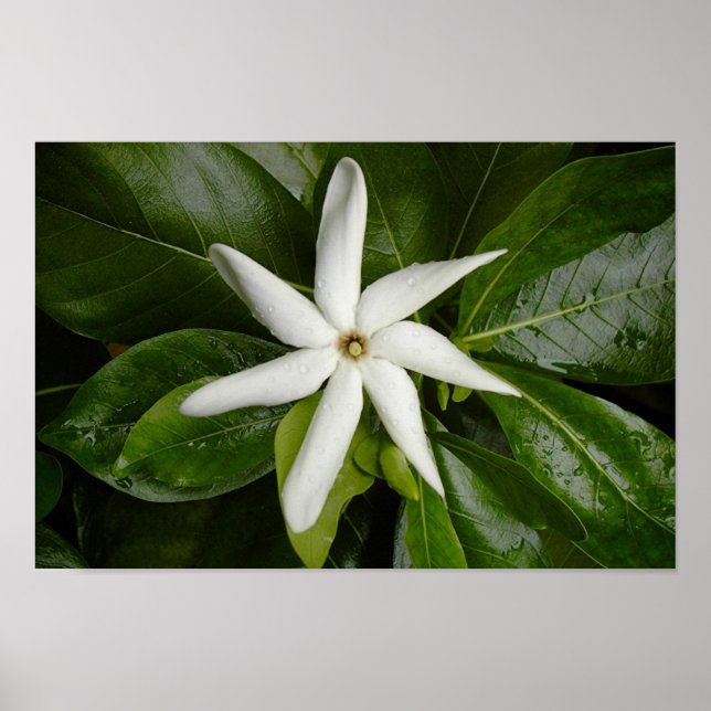 Affiches Tiare Blossom (Devant)