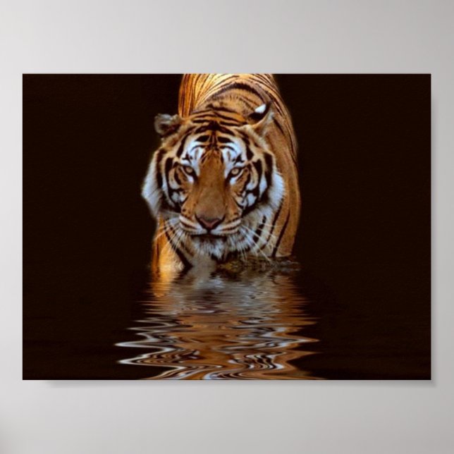 AFFICHES TIGER (Devant)