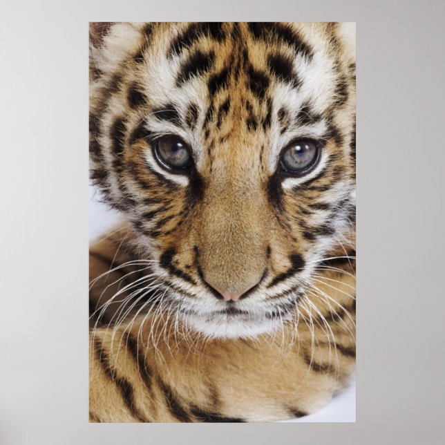 Affiches Tiger (Devant)