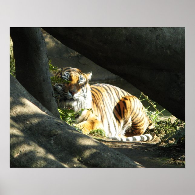 Affiches Tiger Catnap (Devant)