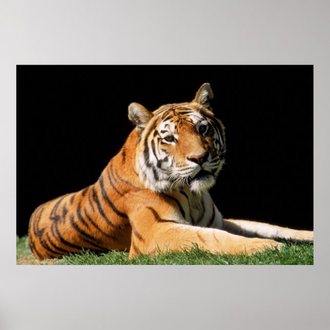 Affiches Tiger Closeup (Devant)