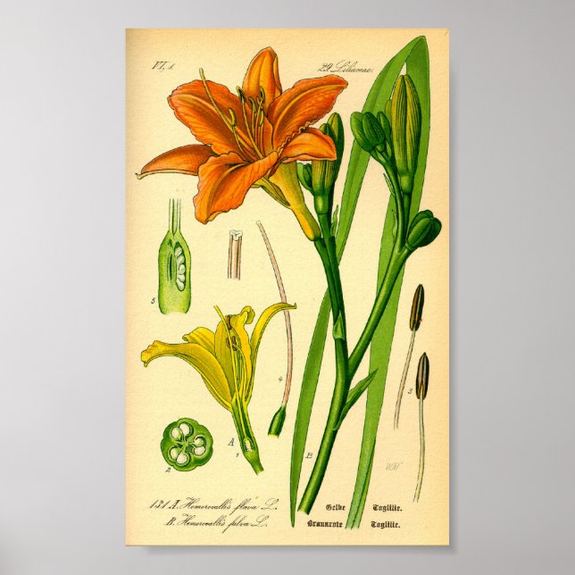 Affiches Tiger Daylily (Hemerocallis fulva) (Devant)