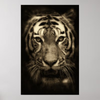 Tiger face dans les tons Sepia