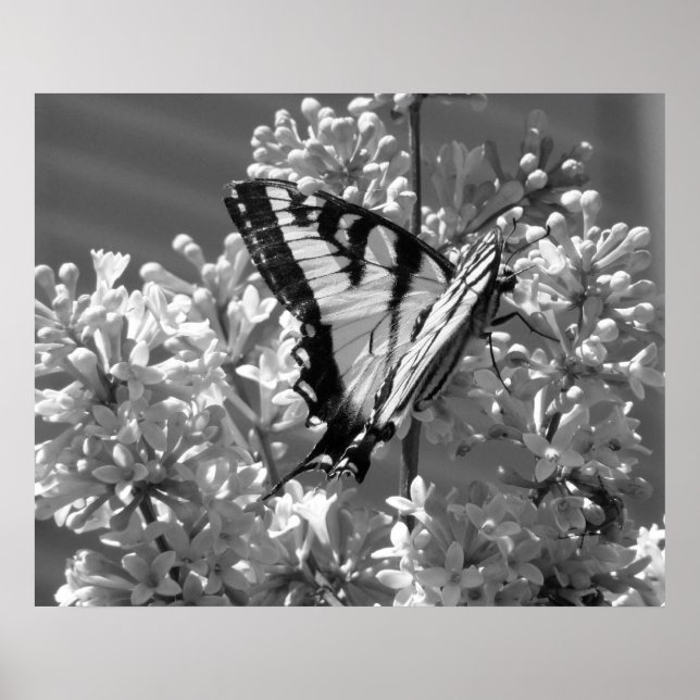 Affiches Tiger Swallowtail (Devant)