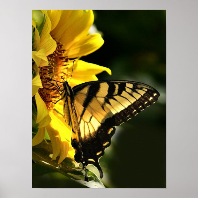 Affiches Tiger Swallowtail (Devant)