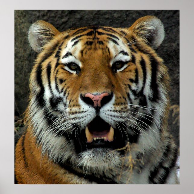 Affiches Tiger - Venez ici et dites ça ! (Devant)