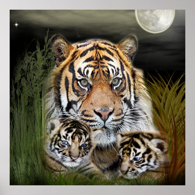 Affiches Tigre (Devant)