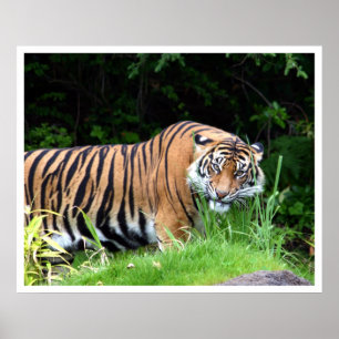 Affiches Tigre