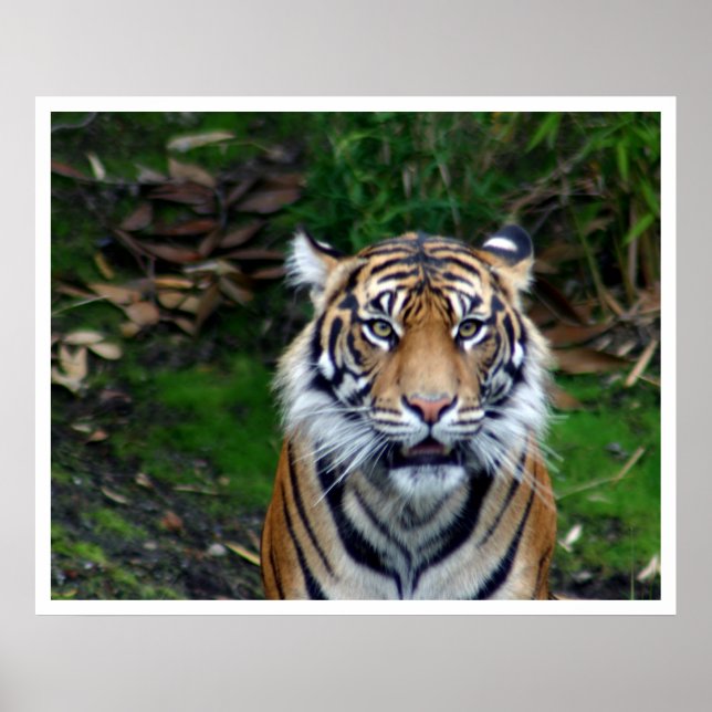 Affiches Tigre (Devant)