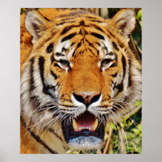Affiches Tigre