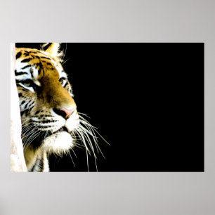 Affiches Tigre