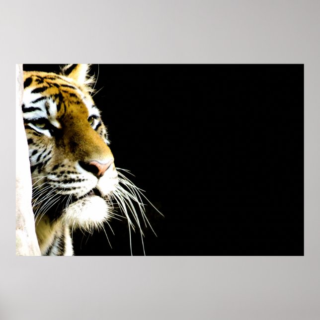 Affiches Tigre (Devant)