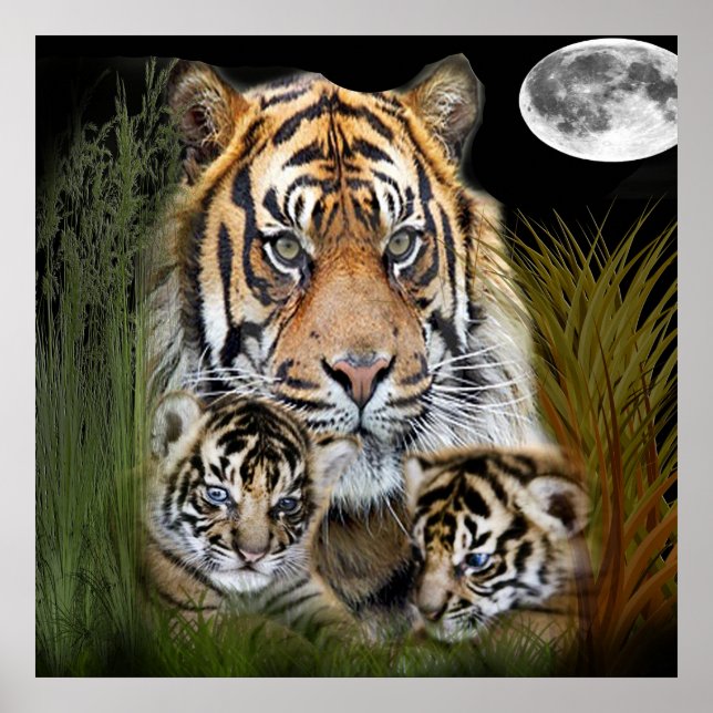 Affiches Tigre (Devant)