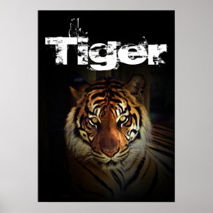 Affiches Tigre