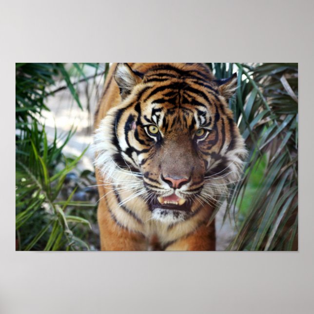 Affiches Tigre à patte (Devant)