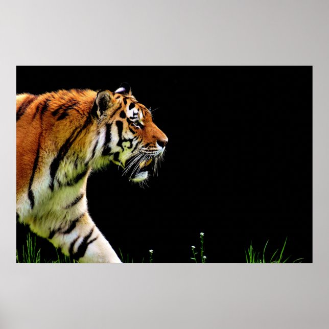 Affiches Tigre approchant - Oeuvres d'art d'animaux sauvage (Devant)