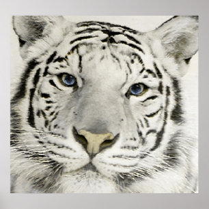 Affiches Tigre blanc