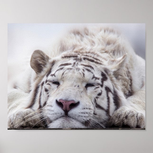 Affiches Tigre blanc dormant (Devant)