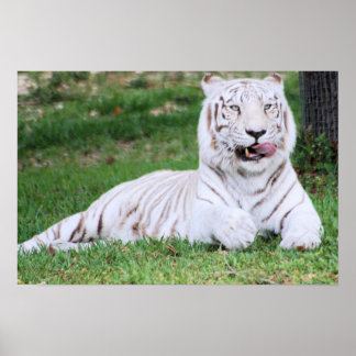 Affiches Tigre blanc du Bengale
