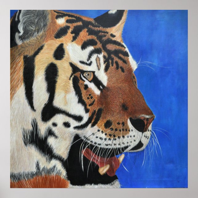 Affiches Tigre bleu (Devant)