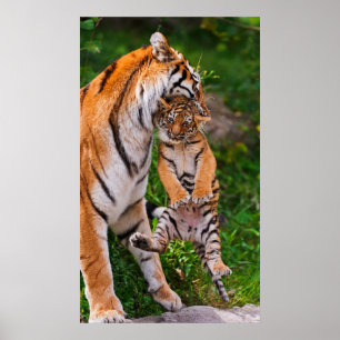 Affiches Tigre CUB