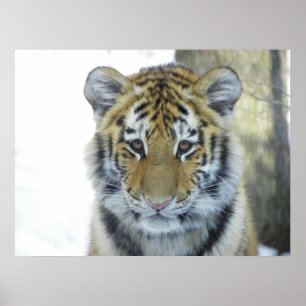 Affiches Tigre CUB dans la fin de neige vers le haut du