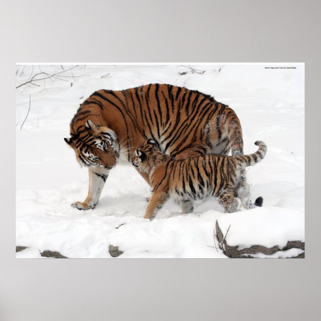 Affiches Tigre d'Amur et Cub (Devant)