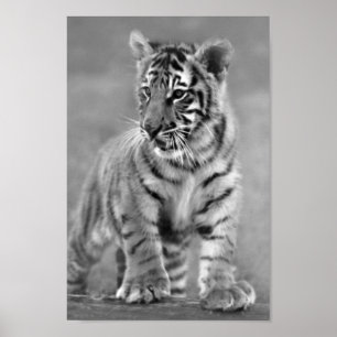 Affiches Tigre de bébé en noir et blanc