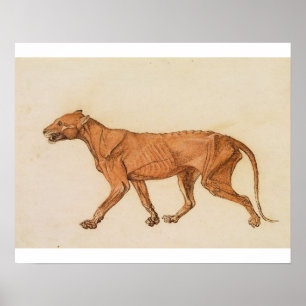 Affiches Tigre de George Stubbs  , vue latérale, peau