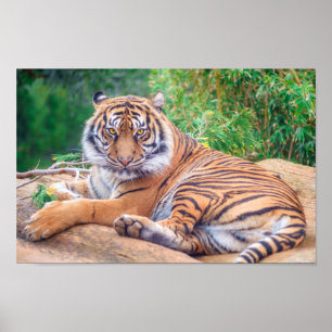 Affiches Tigre de rappel relaxant