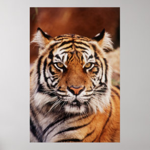 Affiches Tigre de Sumatra