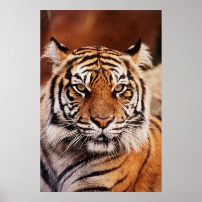 Affiches Tigre de Sumatra, Panthera tigris (Devant)