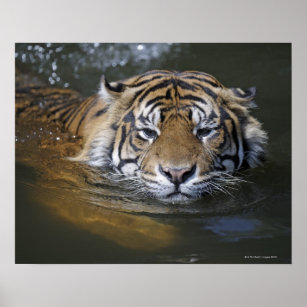 Affiches Tigre de Sumatra, Panthera tigris sumatrae