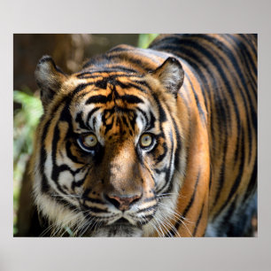Affiches Tigre de Sumatran