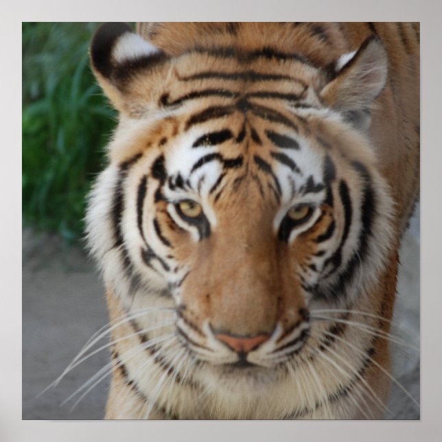 Affiches Tigre doux (Devant)