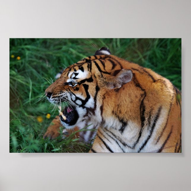 Affiches Tigre du Bengale montrant ses crocs (Devant)