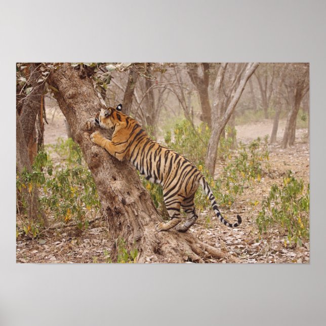 Affiches Tigre du Bengale royal grimpant à l'arbre, (Devant)