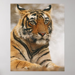 Affiches Tigre du Bengale royal sur le rocher, Ranthambhor