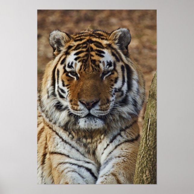 Affiches Tigre du Bengale, Tigre de Panthera, Zoo de Louisv (Devant)