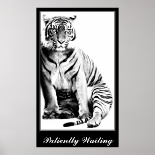 Affiches Tigre, En Attente_