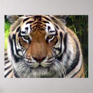 Affiches Tigre - haut et personnel étroits
