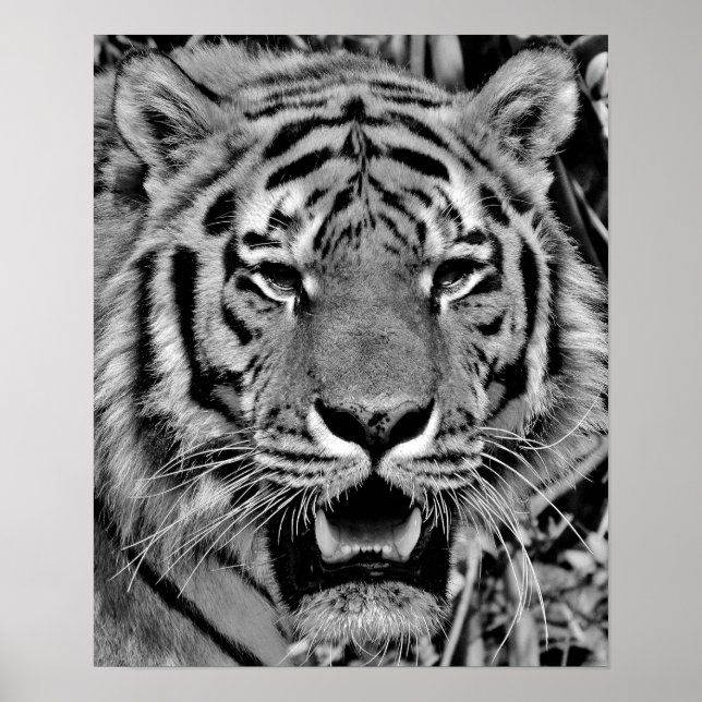 Affiches Tigre noir et blanc (Devant)