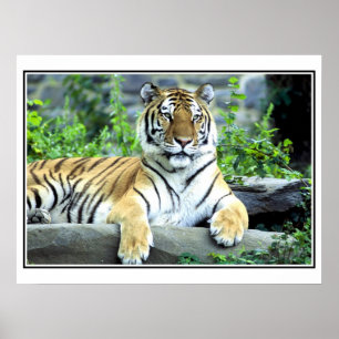 Affiches Tigre sibérien de photo