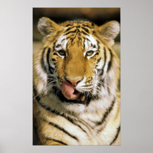 Affiches Tigre Zoo du Michigan